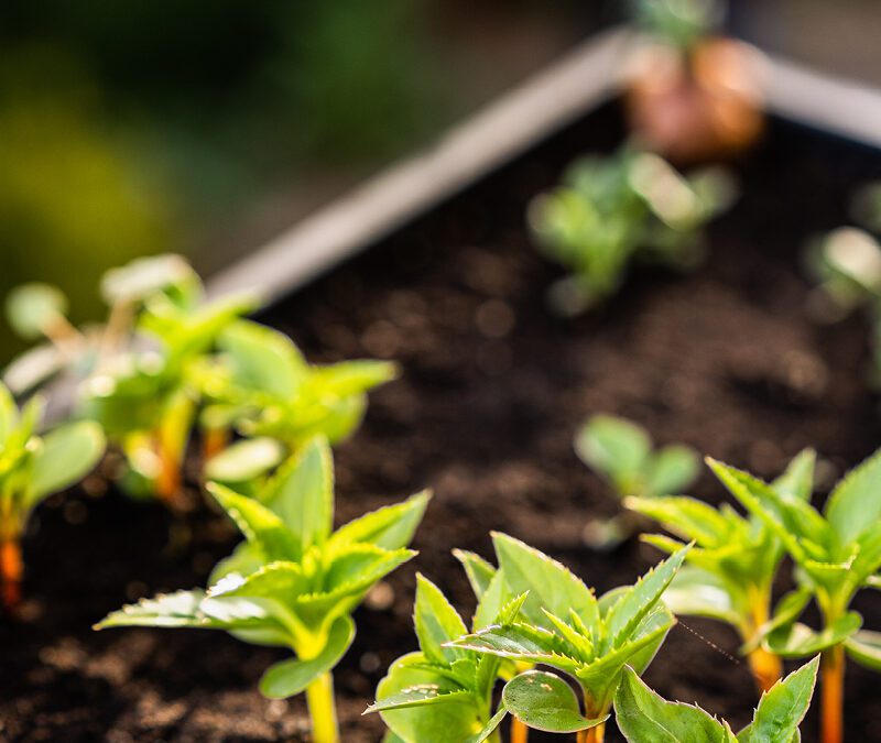 Atelier jardinage